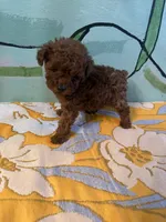 AKC teacup girl2, a female Poodle - Toy  for sale in Newalla, OK – Photo 3 of 4