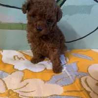 AKC teacup girl2, a female Poodle - Toy  for sale in Newalla, OK – Photo 1 of 4