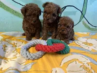 AKC teacup girl2, a female Poodle - Toy  for sale in Newalla, OK – Photo 4 of 4