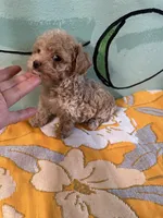 Teacup boy 1 , a male Shihpoo and Poodle - Toy  for sale in Newalla, OK – 3 of 5