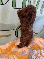 AKC toy boy 1, a male Poodle - Toy  for sale in Newalla, OK – 2 of 4
