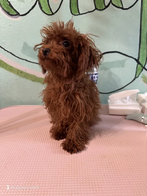 AKC Teacup girl 3.5lbs