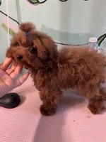 AKC Teacup girl 3.5lbs, a female Poodle - Toy  for sale in Newalla, OK – Photo 3 of 5