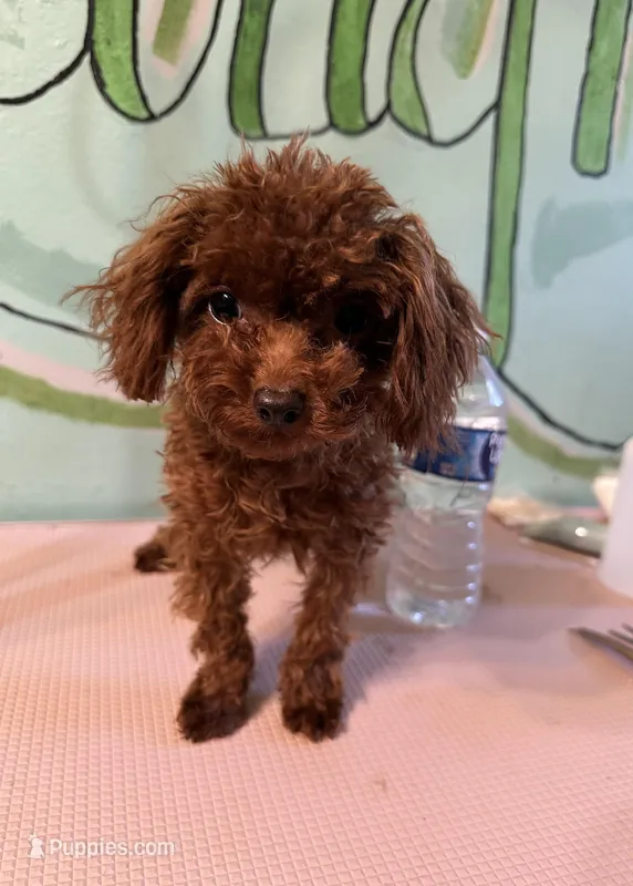 AKC Teacup girl 3.5lbs – Poodle - Toy  puppy for sale in Newalla, OK