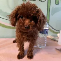 AKC Teacup girl 3.5lbs, a female Poodle - Toy  for sale in Newalla, OK – Photo 3 of 4