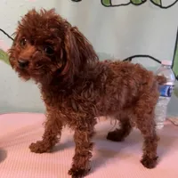 AKC Teacup girl 3.5lbs, a female Poodle - Toy  for sale in Newalla, OK – Photo 1 of 4