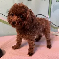 AKC Teacup girl 3.5lbs, a female Poodle - Toy  for sale in Newalla, OK – Photo 2 of 4