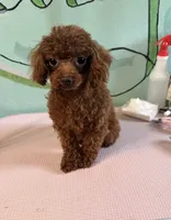 AKC Teacup girl 3.5lbs, a female Poodle - Toy  for sale in Newalla, OK – 1 of 3