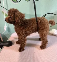 AKC Teacup girl 3.5lbs, a female Poodle - Toy  for sale in Newalla, OK – 3 of 3