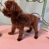 AKC Teacup girl 3.5lbs, a female Poodle - Toy  for sale in Newalla, OK – Photo 4 of 4