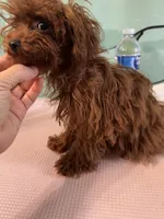 AKC Teacup girl 3.5lbs, a female Poodle - Toy  for sale in Newalla, OK – Photo 2 of 5