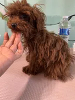 AKC Teacup girl 3.5lbs, a female Poodle - Toy  for sale in Newalla, OK – Photo 4 of 5