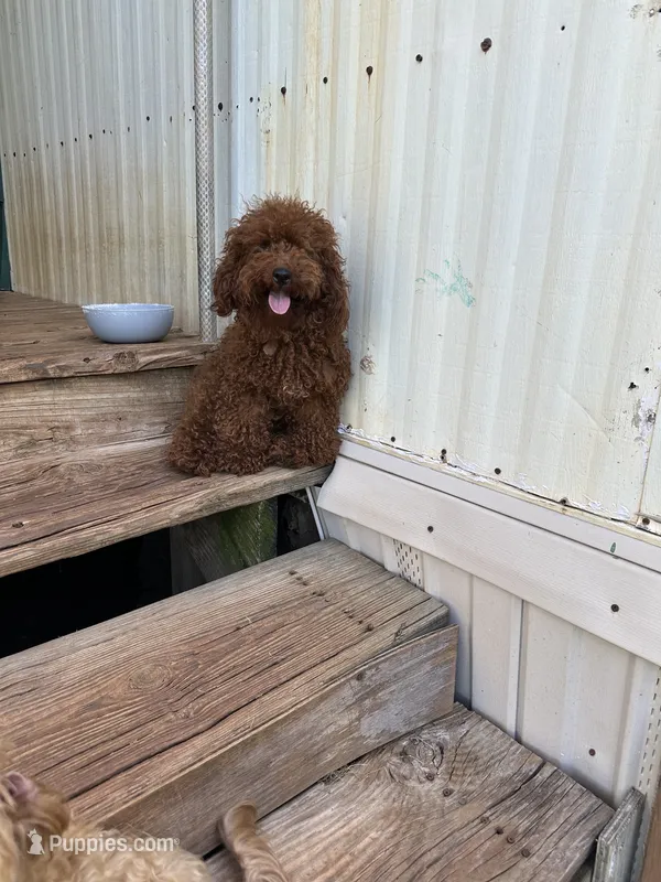 AKC tiny mini boy – Poodle - Miniature  puppy for sale in Newalla, OK