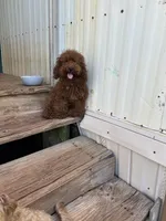 AKC tiny mini boy, a male Poodle - Miniature  for sale in Newalla, OK – 1 of 5
