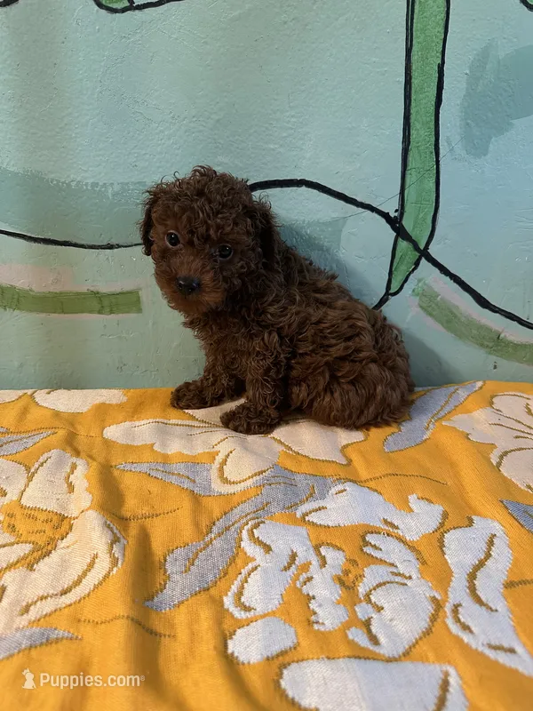 AKC toy boy 1 – Poodle - Toy  puppy for sale in Newalla, OK