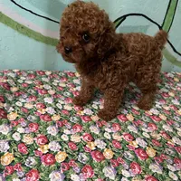 AKC f3(embark all clear), a female Poodle - Toy  for sale in Newalla, OK – Photo 4 of 6