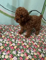 AKC f3(embark all clear), a female Poodle - Toy  for sale in Newalla, OK – Photo 4 of 6