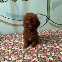 AKC f3(embark all clear), a female Poodle - Toy  for sale in Newalla, OK – Photo 2 of 6