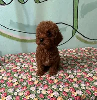 AKC f3(embark all clear), a female Poodle - Toy  for sale in Newalla, OK – Photo 2 of 6