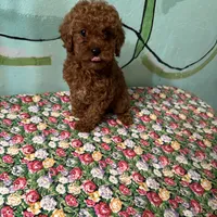 AKC f3(embark all clear), a female Poodle - Toy  for sale in Newalla, OK – Photo 3 of 6