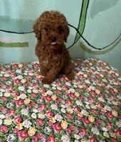 AKC f3(embark all clear), a female Poodle - Toy  for sale in Newalla, OK – Photo 3 of 6