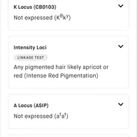 AKC f3(embark all clear), a female Poodle - Toy  for sale in Newalla, OK – Photo 5 of 6