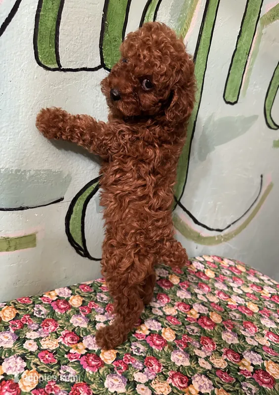 AKC f3(embark all clear)