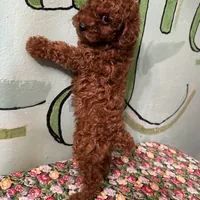 AKC f3(embark all clear), a female Poodle - Toy  for sale in Newalla, OK – Photo 1 of 6