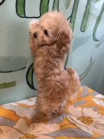 Maltipoo girl1, a female Maltipoo for sale in Newalla, OK – 1 of 4