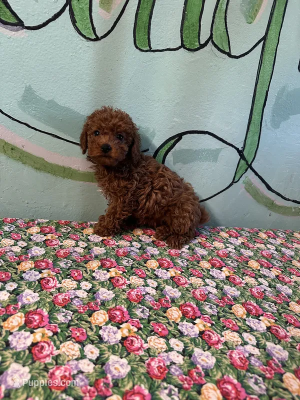 AKC lily girl  – Poodle - Toy  puppy for sale in Newalla, OK