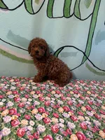 AKC lily girl , a female Poodle - Toy  for sale in Newalla, OK – 1 of 3