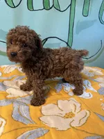 AKC toy boy2, a male Poodle - Toy  for sale in Newalla, OK – 3 of 3