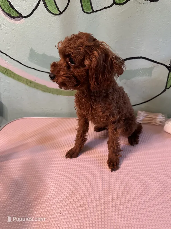 AKC teacup girl2 – Poodle - Toy  puppy for sale in Newalla, OK