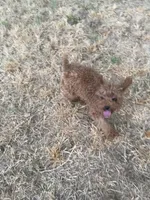AKC apricot girl , a female Poodle - Toy  for sale in Newalla, OK – 3 of 4