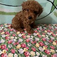 AKC TCup#m3, a male Poodle - Toy  for sale in Newalla, OK – Photo 3 of 3