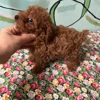 AKC TCup#m3, a male Poodle - Toy  for sale in Newalla, OK – Photo 1 of 3