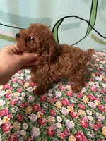AKC TCup#m3, a male Poodle - Toy  for sale in Newalla, OK – Photo 1 of 3