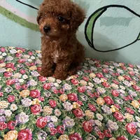 AKC TCup#m3, a male Poodle - Toy  for sale in Newalla, OK – Photo 2 of 3