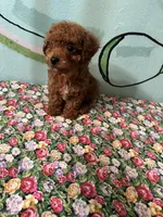 AKC TCup#m3, a male Poodle - Toy  for sale in Newalla, OK – Photo 2 of 3