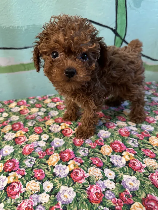 AKC Teacup girl# – Poodle - Toy  puppy for sale in Newalla, OK