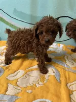 AKC Tcup m, a male Poodle - Toy  for sale in Newalla, OK – Photo 4 of 4