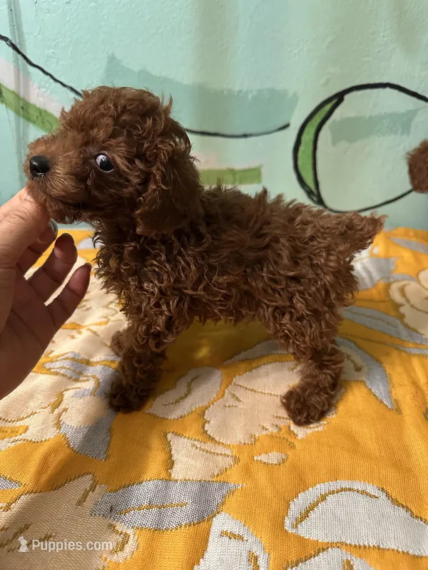AKC Tcup m – Poodle - Toy  puppy for sale in Newalla, OK