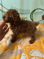 AKC Tcup m, a male Poodle - Toy  for sale in Newalla, OK – Photo 1 of 4