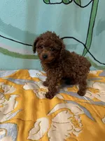 AKC Tcup m, a male Poodle - Toy  for sale in Newalla, OK – Photo 3 of 4