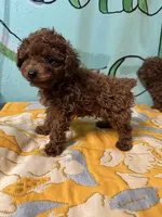 AKC Tcup m, a male Poodle - Toy  for sale in Newalla, OK – Photo 2 of 4