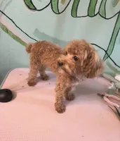 Teacup boy 1 pet, a male Shihpoo and Poodle - Toy  for sale in Newalla, OK – 4 of 5