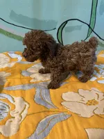 AKC teacup boy , a male Poodle - Toy  for sale in Newalla, OK – 2 of 4