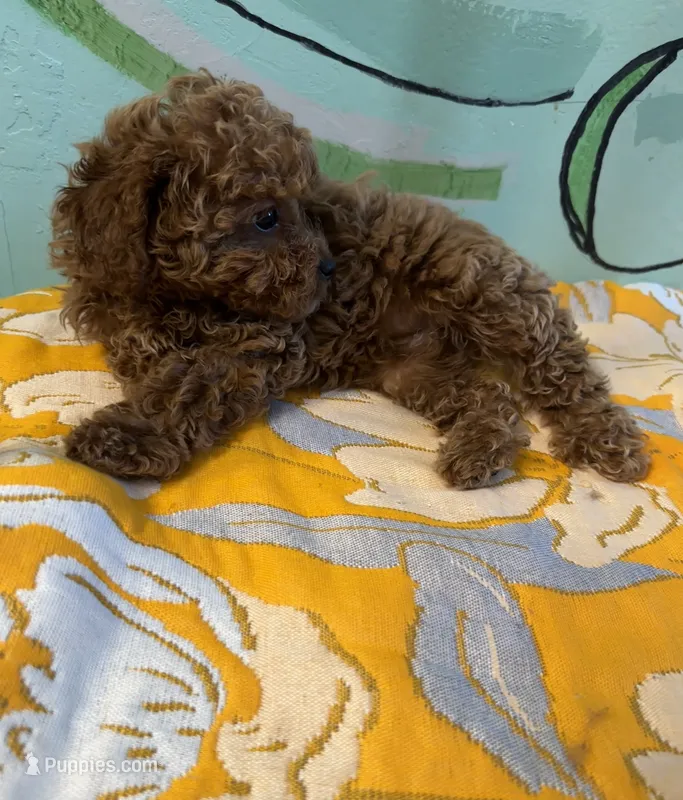 AKC Lucy f2 – Poodle - Toy  puppy for sale in Newalla, OK