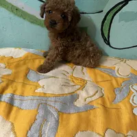 AKC teacup f1, a female Poodle - Toy  for sale in Newalla, OK – Photo 4 of 4