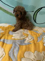 AKC teacup f1, a female Poodle - Toy  for sale in Newalla, OK – Photo 4 of 4